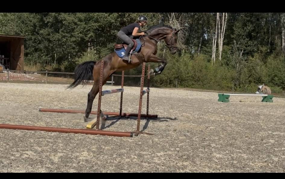 Gelding Westphalian  For sale 2022 Dark Bay