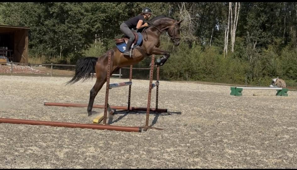 Gelding Westphalian  For sale 2022 Dark Bay
