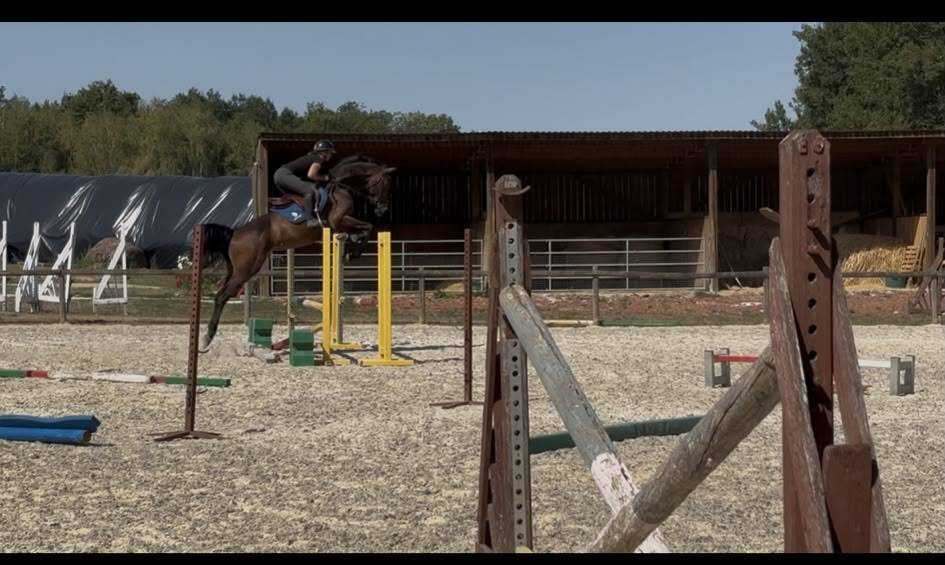 Gelding Westphalian  For sale 2022 Dark Bay