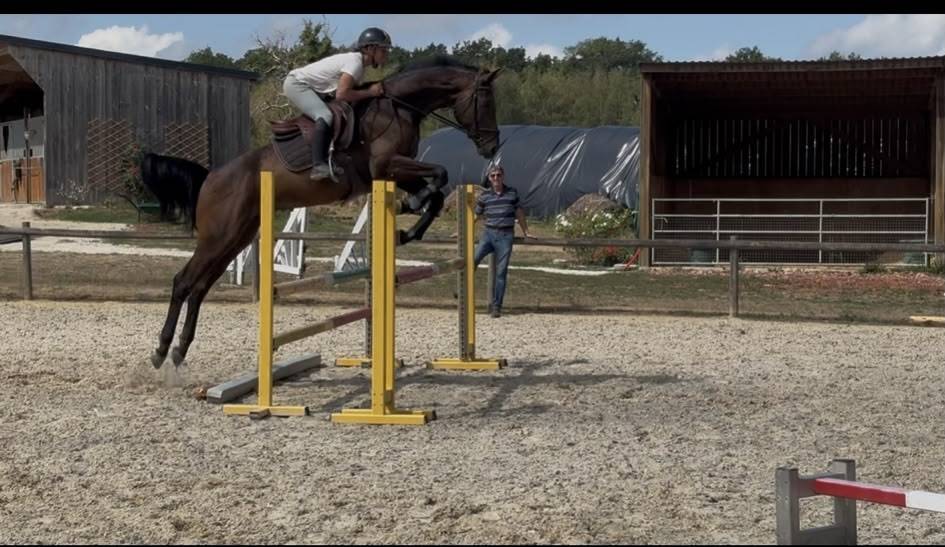 Gelding Westphalian  For sale 2022 Dark Bay