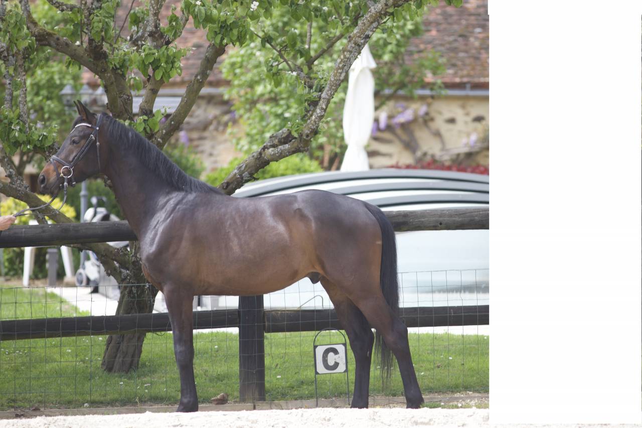 Gelding Westphalian  For sale 2022 Dark Bay