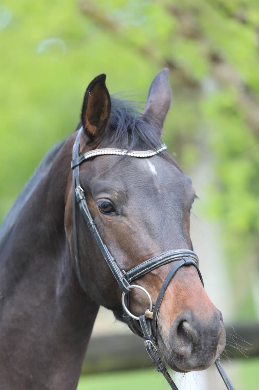 Gelding Westphalian  For sale 2022 Dark Bay