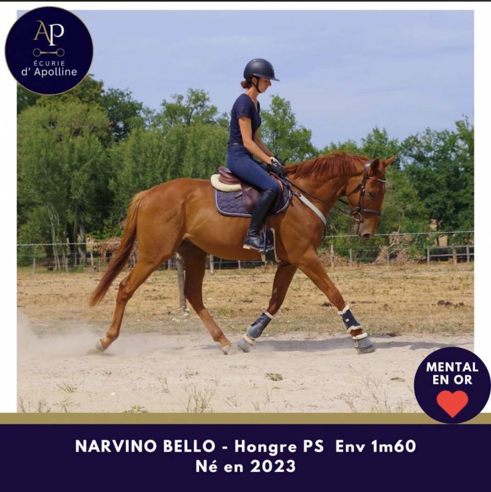 Gelding Thoroughbred For sale 2023 Chesnut