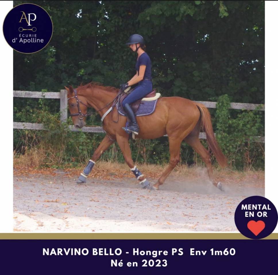 Gelding Thoroughbred For sale 2023 Chesnut
