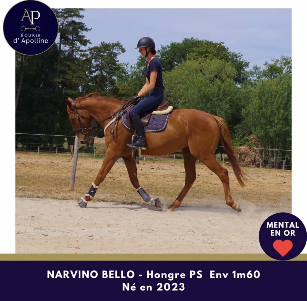 Gelding Thoroughbred For sale 2023 Chesnut