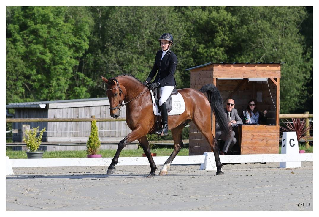Gelding KWPN Dutch Warmblood For sale 2022 Bay