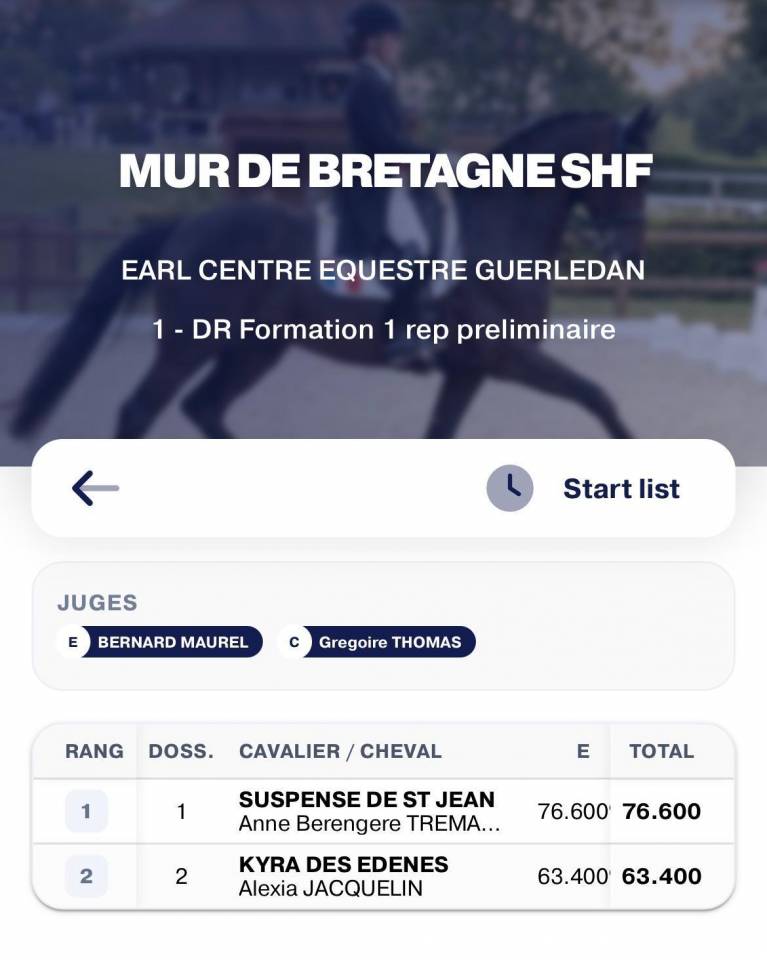 Gelding KWPN Dutch Warmblood For sale 2022 Bay