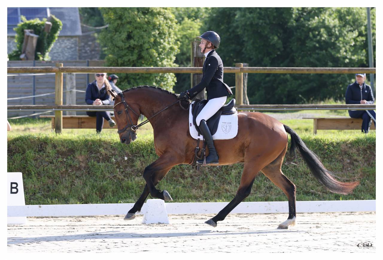 Gelding KWPN Dutch Warmblood For sale 2022 Bay