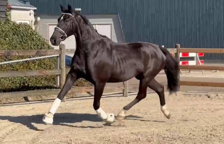 Mare KWPN Dutch Warmblood For sale 2015 Black