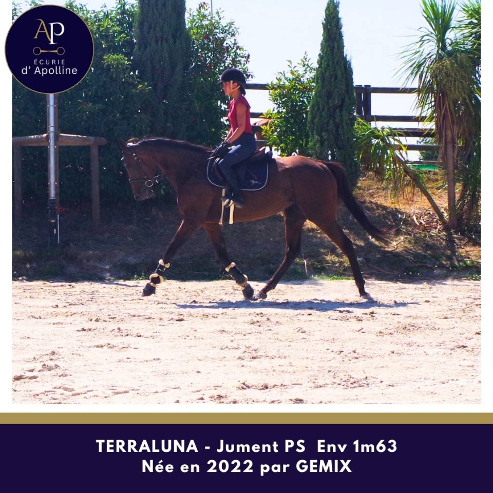 Mare Thoroughbred For sale 2022 Bay