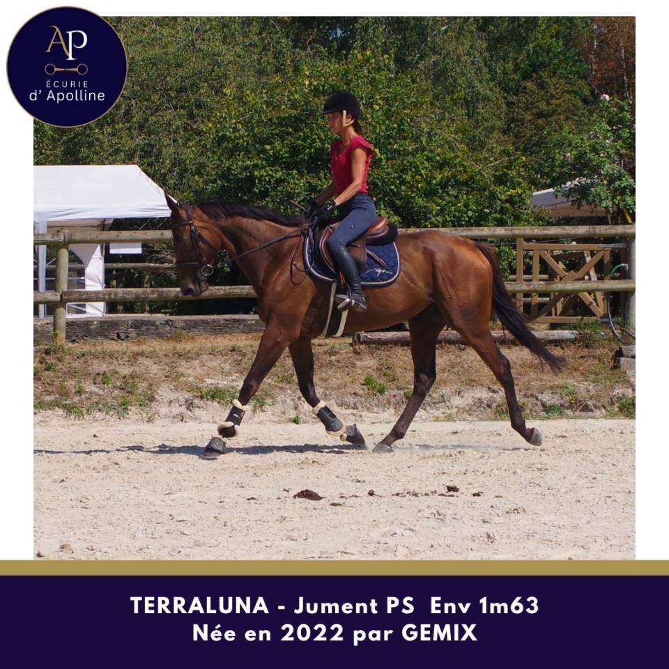 Mare Thoroughbred For sale 2022 Bay