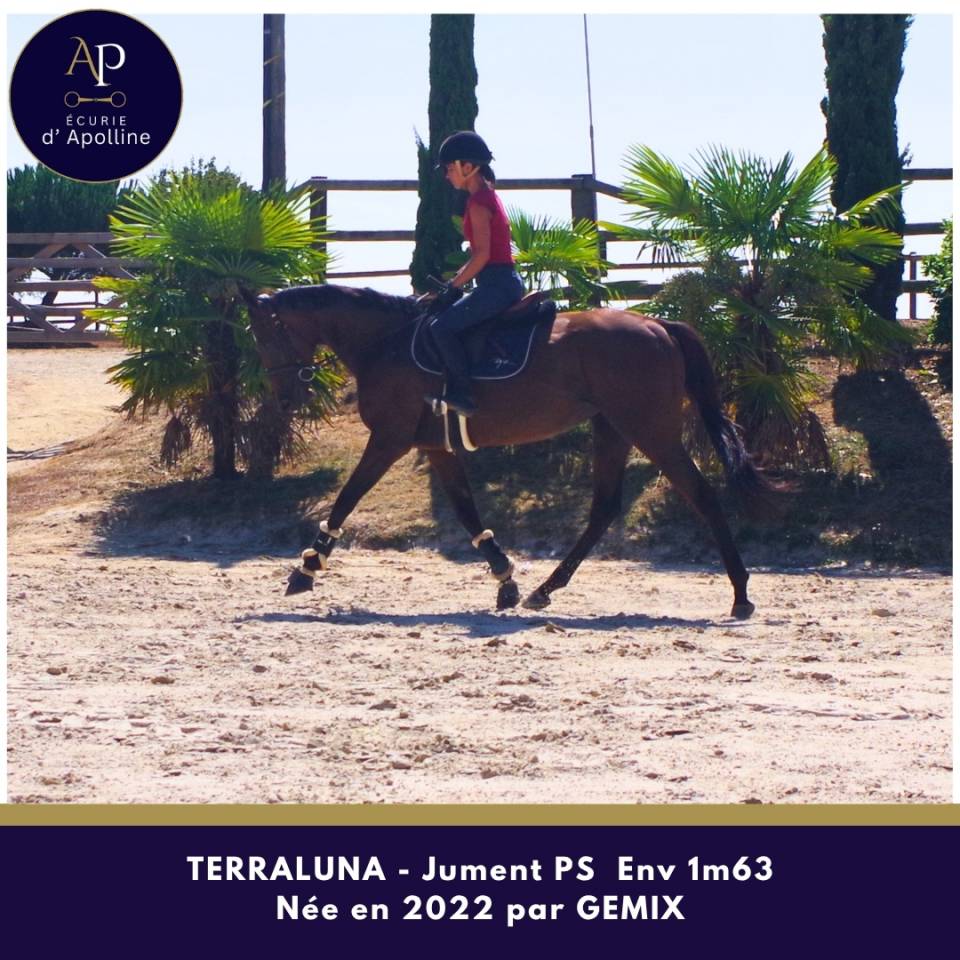 Mare Thoroughbred For sale 2022 Bay