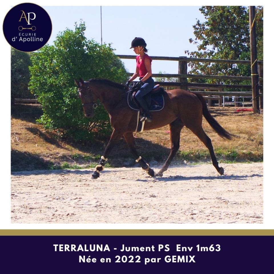 Mare Thoroughbred For sale 2022 Bay