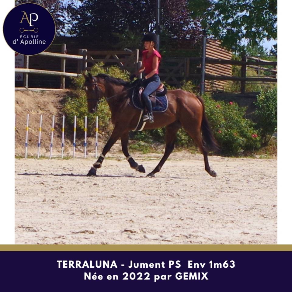 Mare Thoroughbred For sale 2022 Bay
