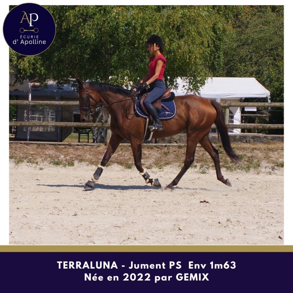 Mare Thoroughbred For sale 2022 Bay