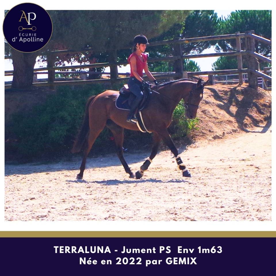 Mare Thoroughbred For sale 2022 Bay