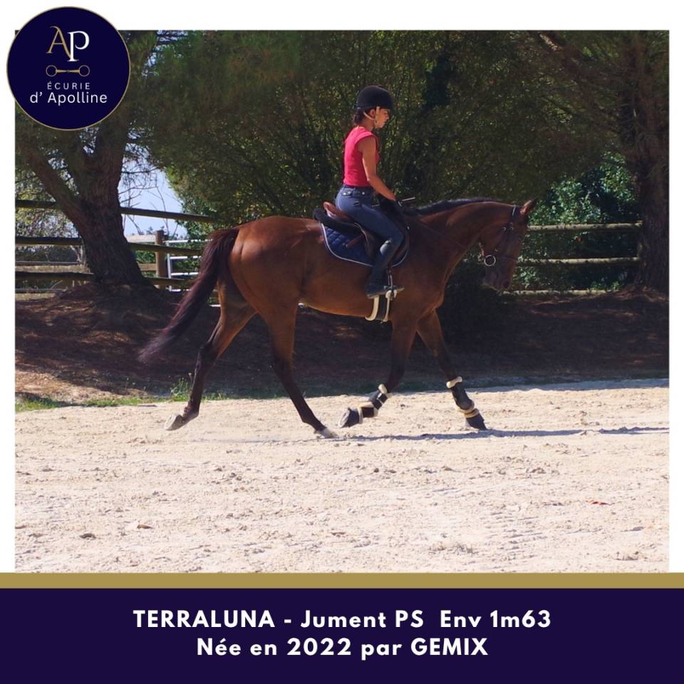 Mare Thoroughbred For sale 2022 Bay
