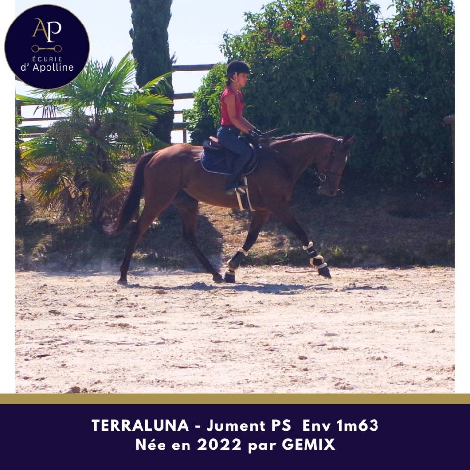 Mare Thoroughbred For sale 2022 Bay