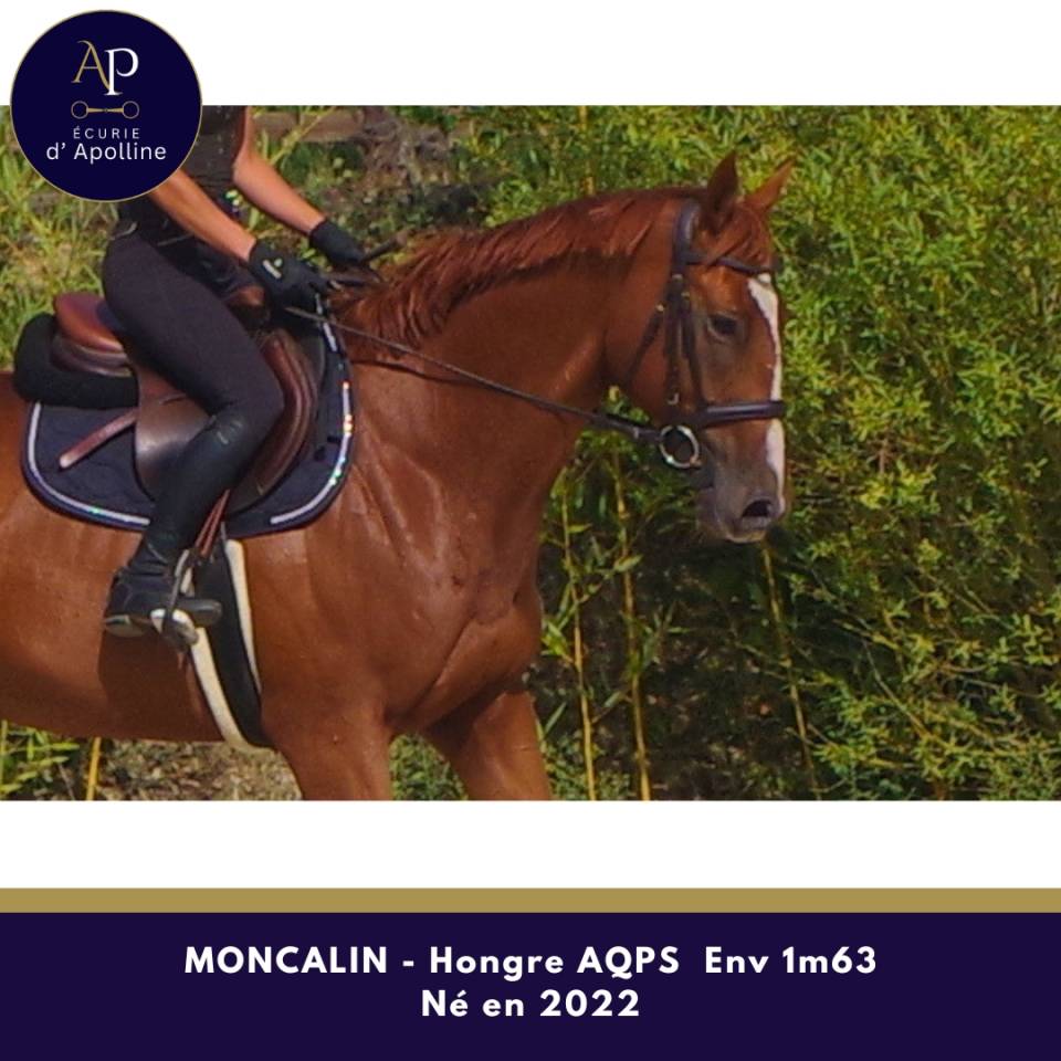 Gelding AQPS For sale 2022 Chesnut