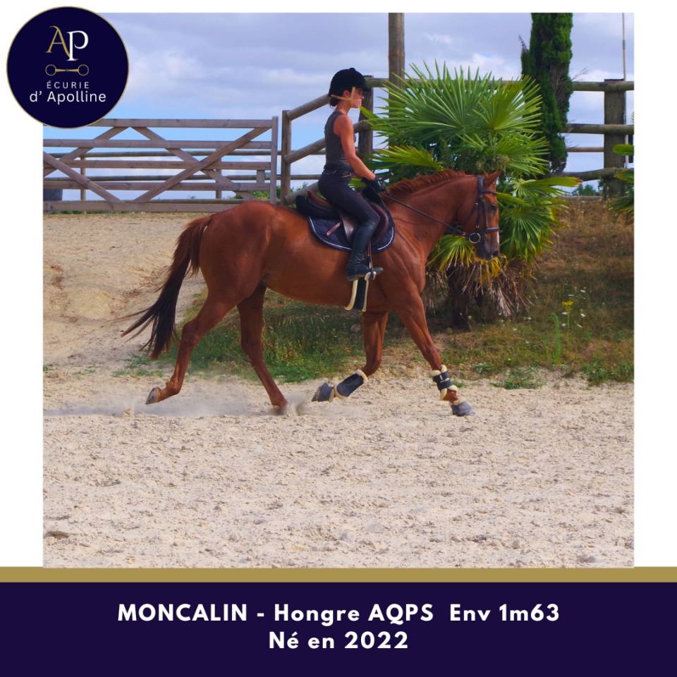 Gelding AQPS For sale 2022 Chesnut