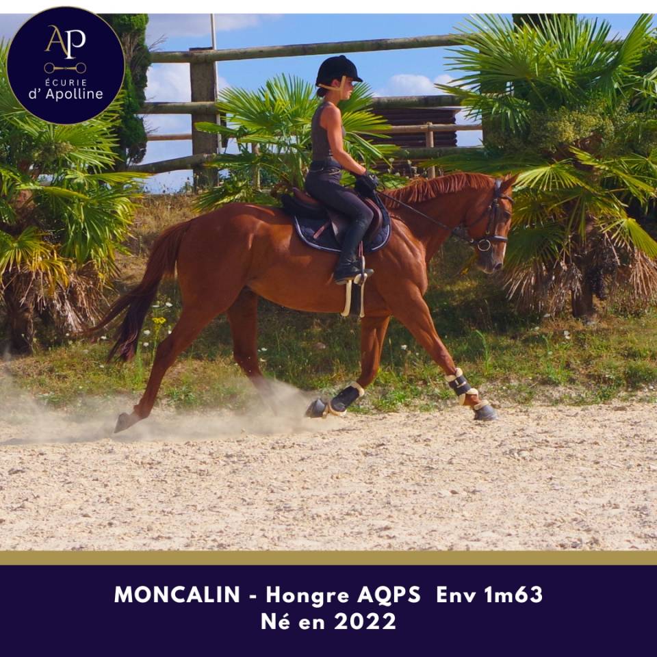 Gelding AQPS For sale 2022 Chesnut