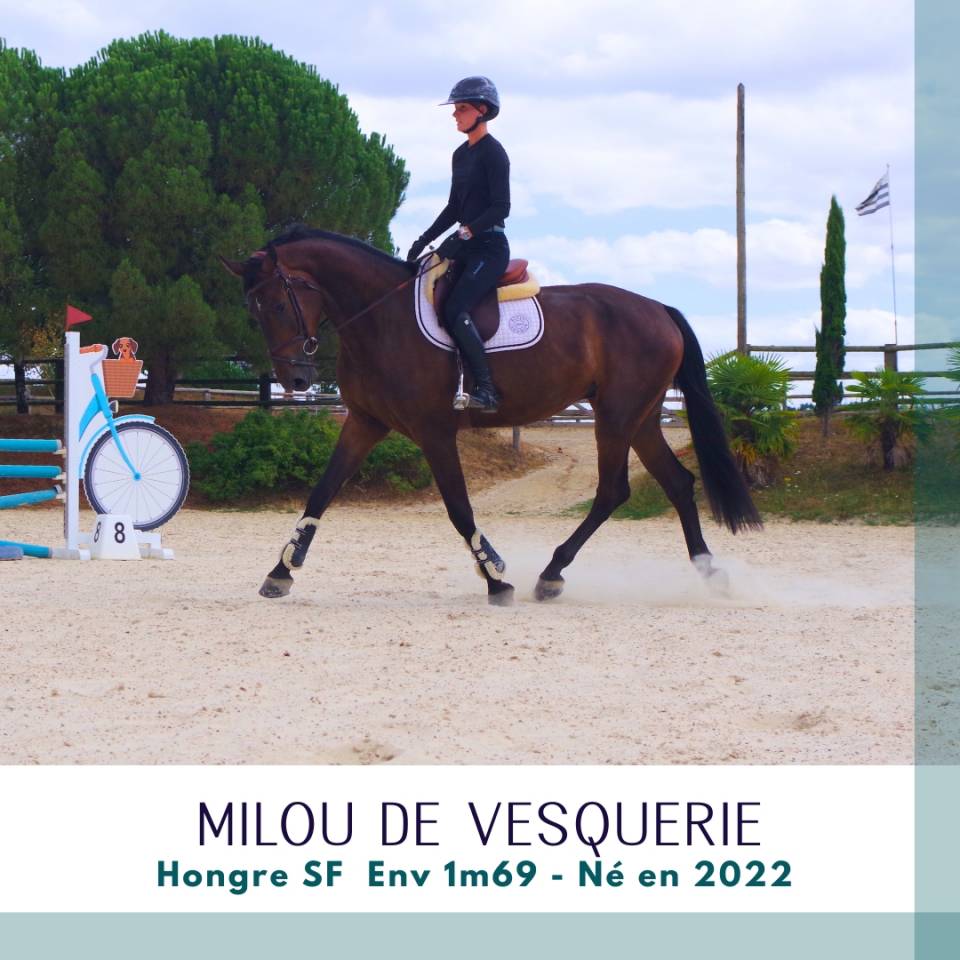Gelding Selle Fran&ccedil;ais For sale 2022 Dark Bay
