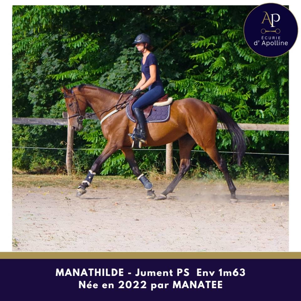 Mare Thoroughbred For sale 2022 Bay