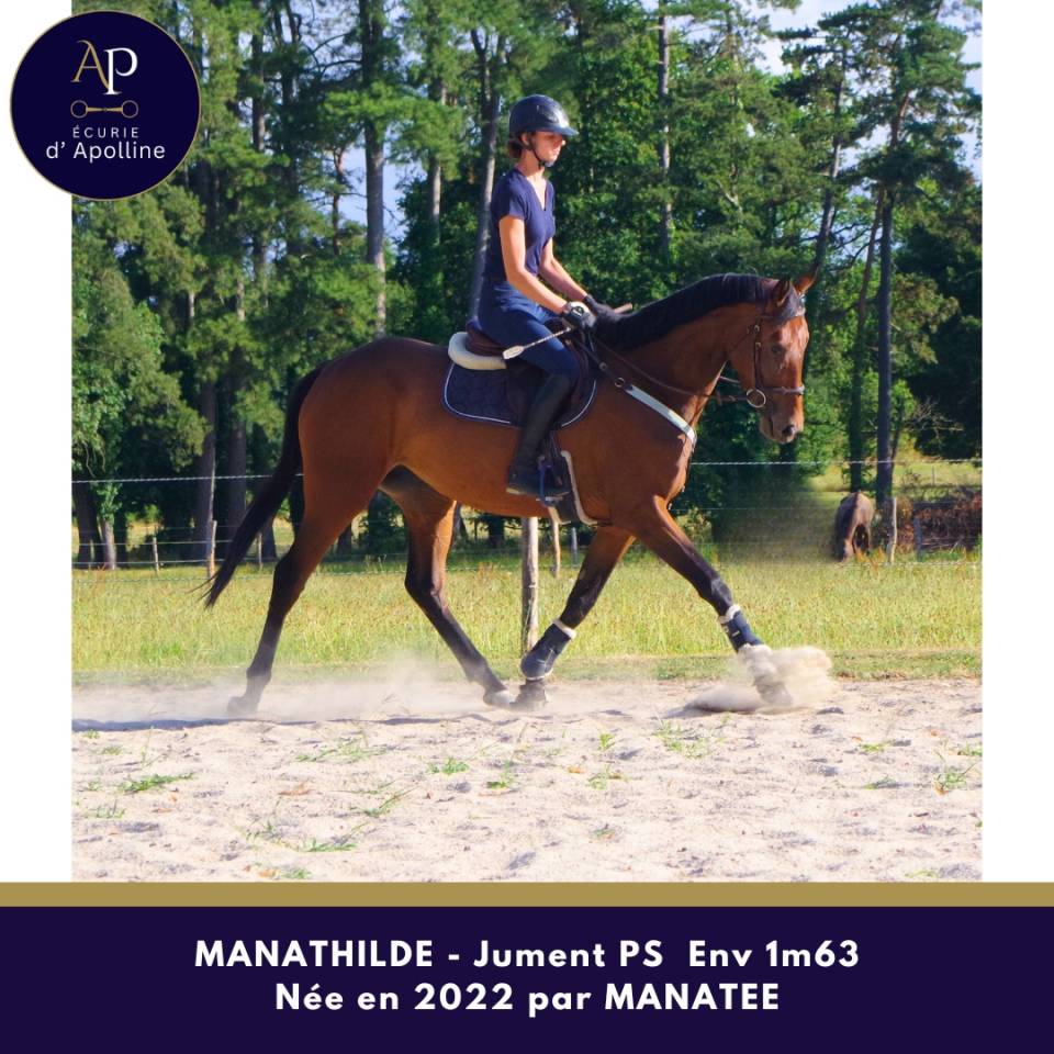 Mare Thoroughbred For sale 2022 Bay