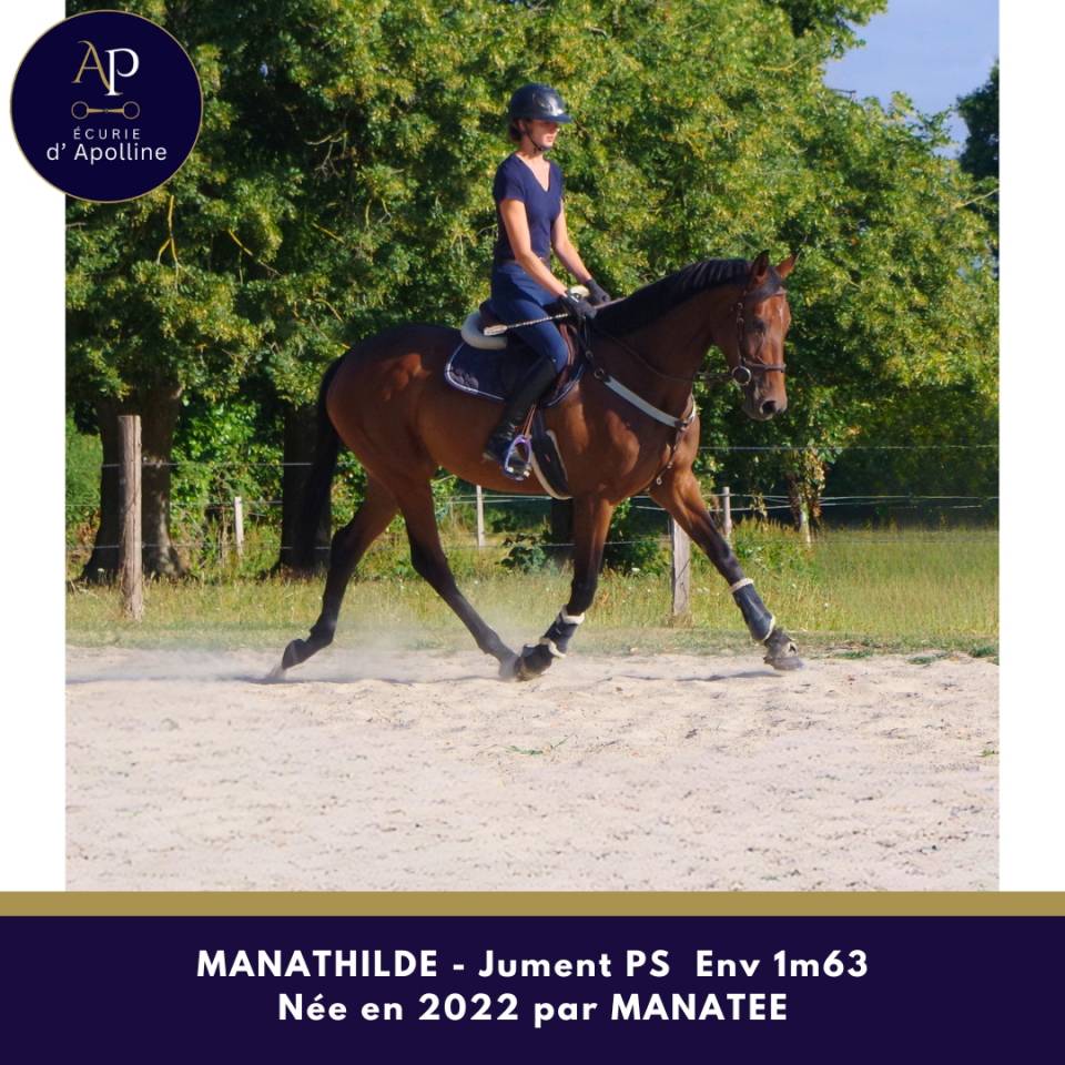 Mare Thoroughbred For sale 2022 Bay