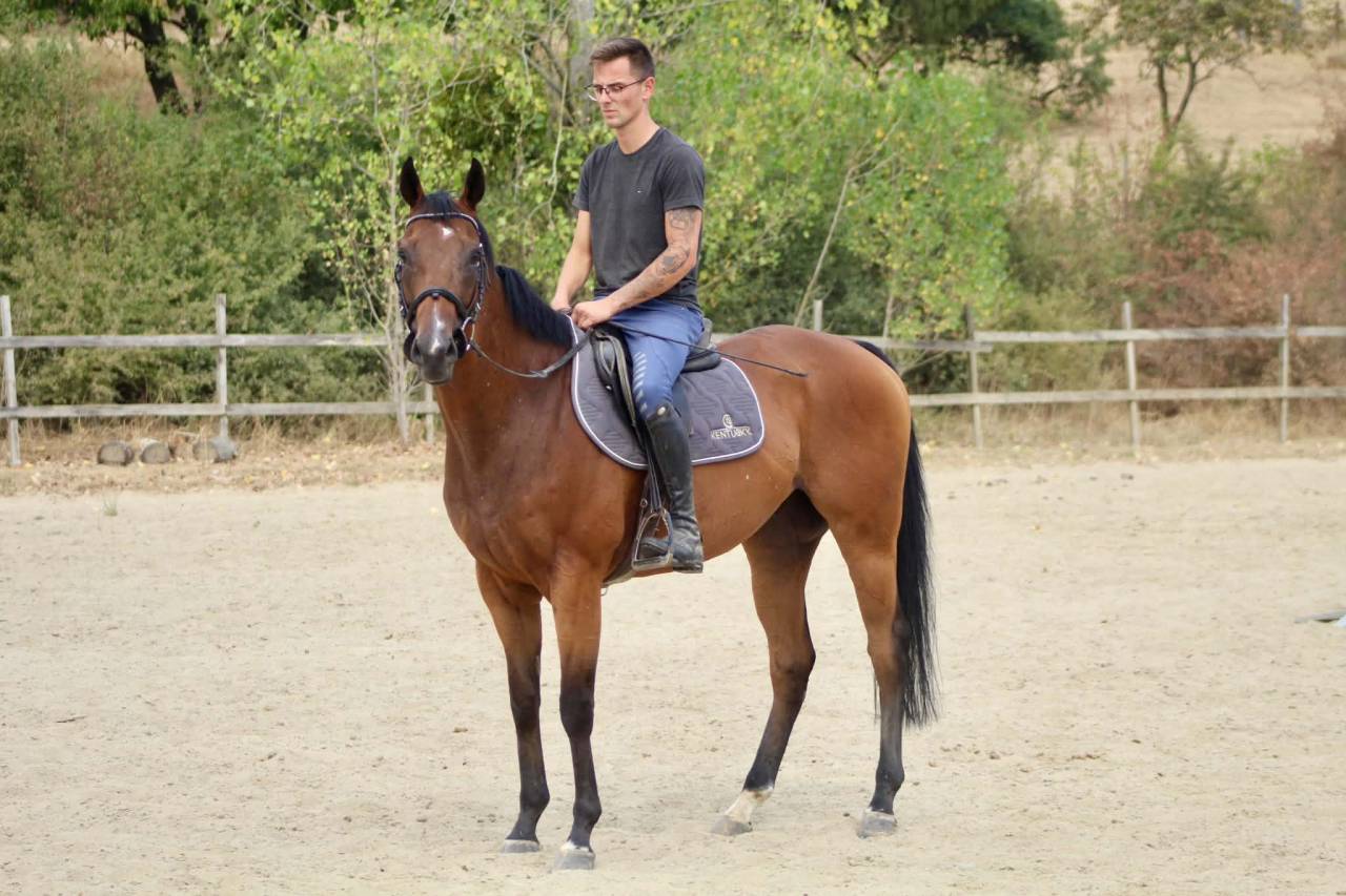 Gelding Warmblood For sale 2019 Bay