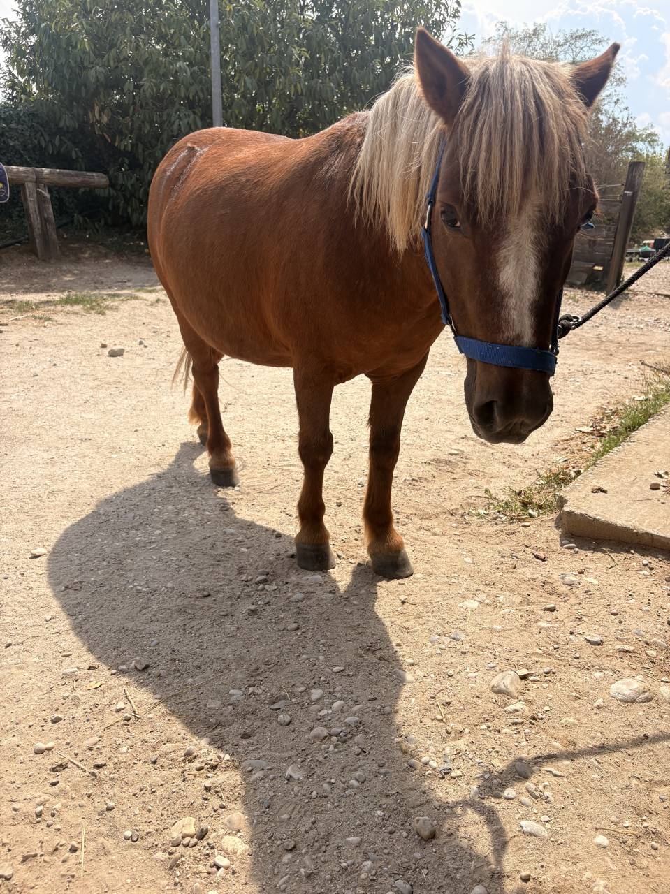 Gelding No Origin Recorded For sale 2016 Silver dapple