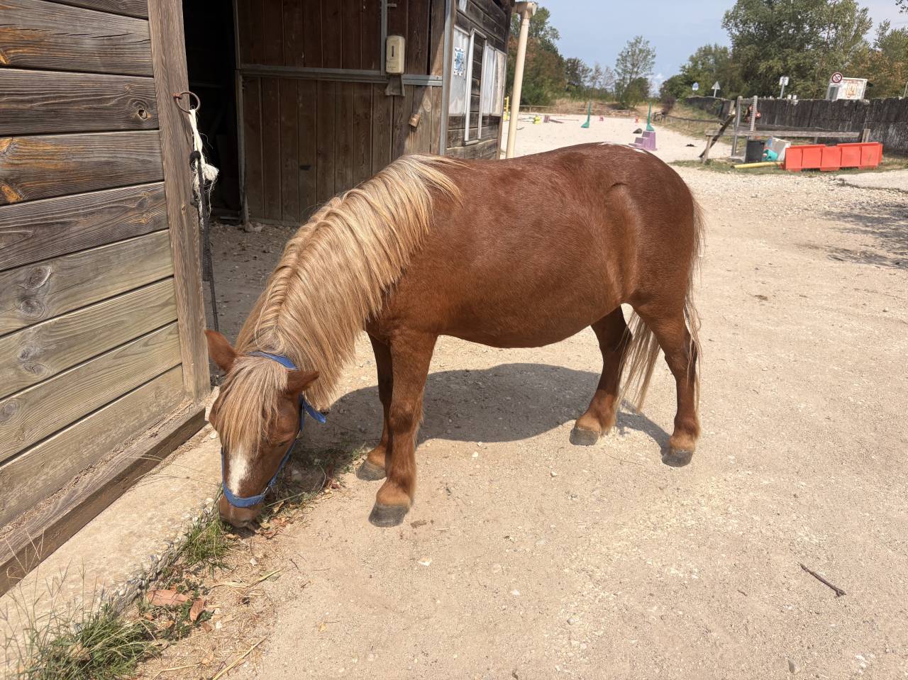 Gelding No Origin Recorded For sale 2016 Silver dapple
