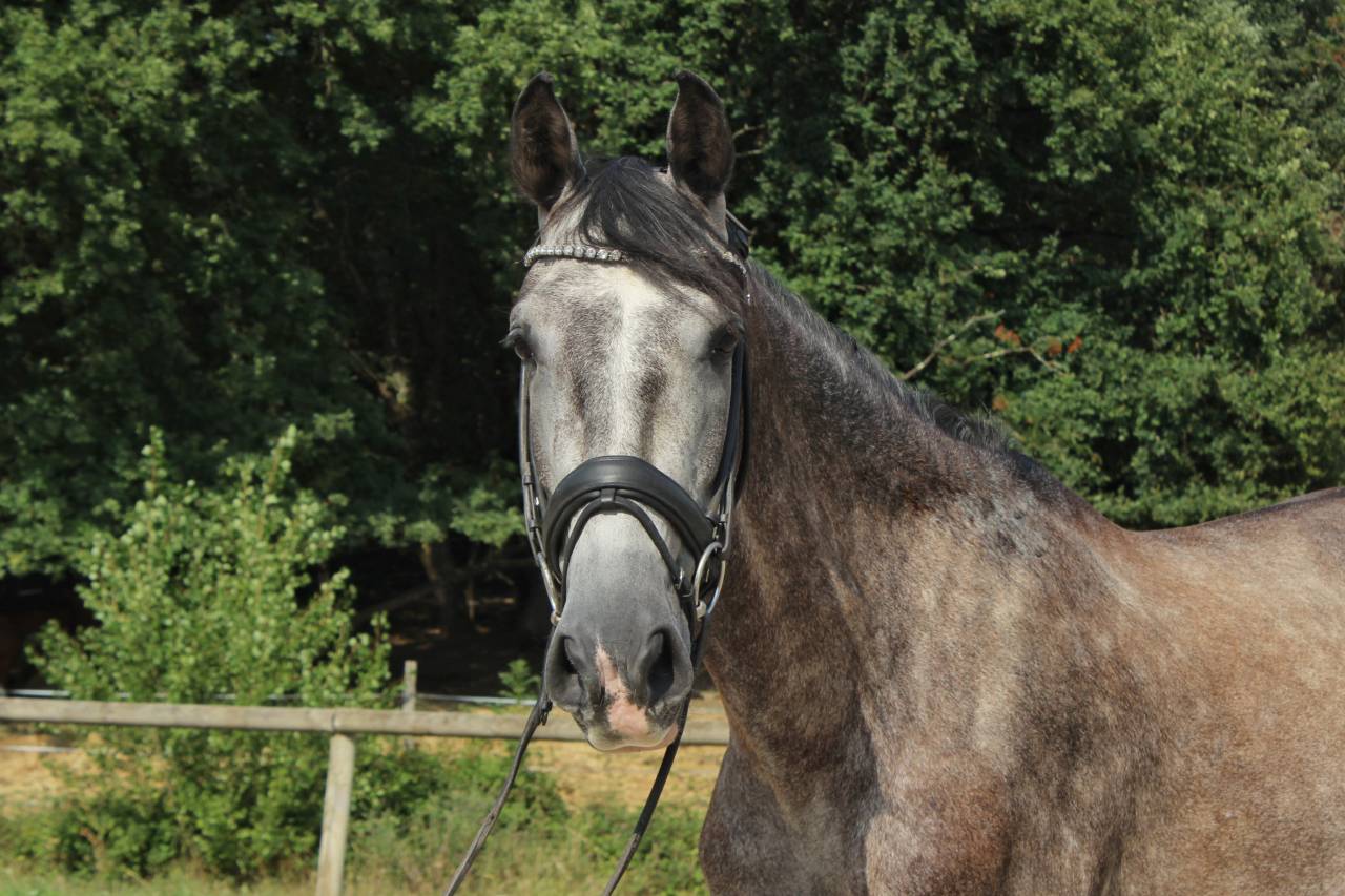 Gelding PRE Pure Spanish Bred For sale 2022 Grey
