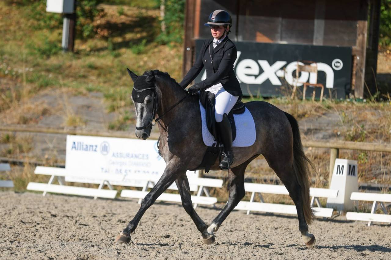 Gelding PRE Pure Spanish Bred For sale 2022 Grey