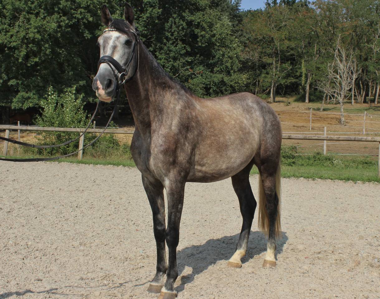 Gelding PRE Pure Spanish Bred For sale 2022 Grey