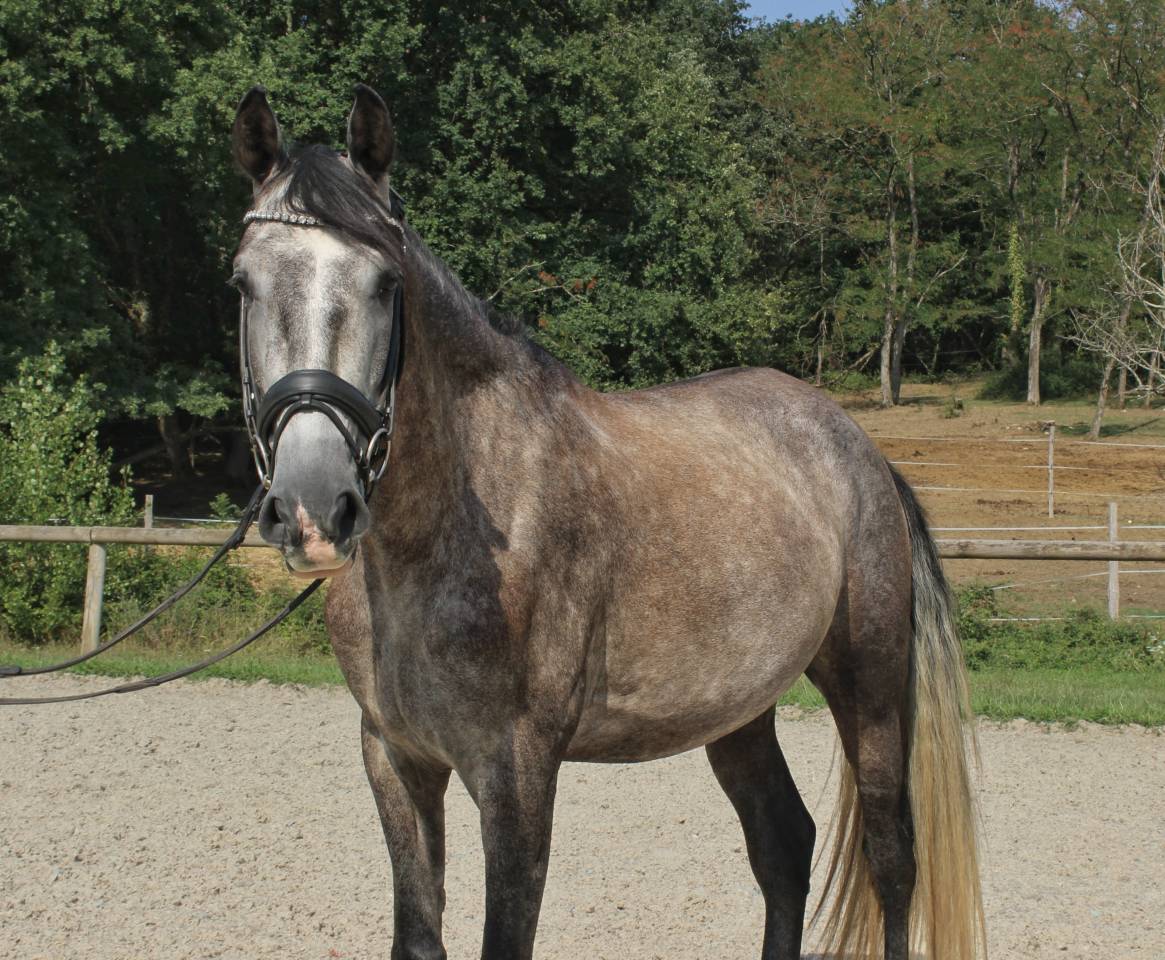 Gelding PRE Pure Spanish Bred For sale 2022 Grey