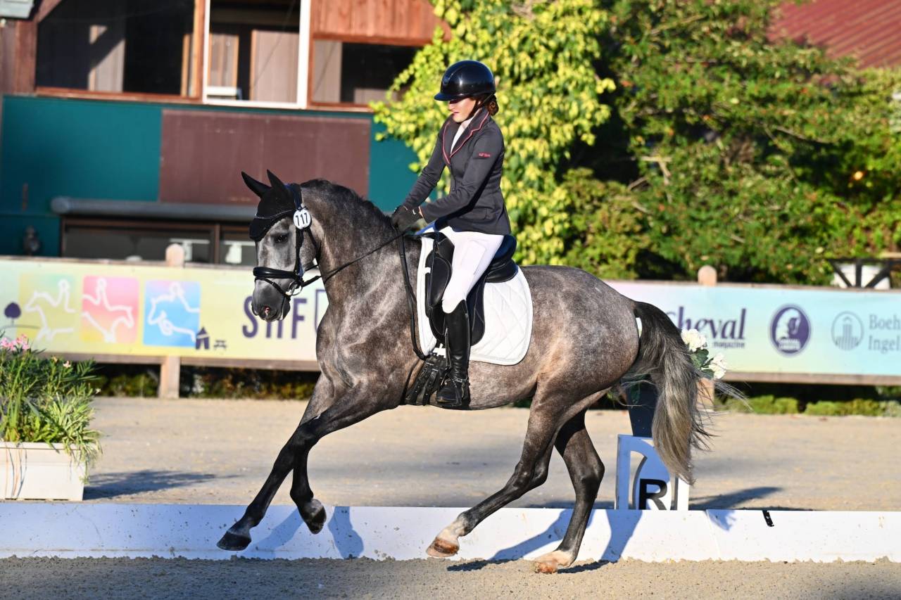 Gelding PRE Pure Spanish Bred For sale 2022 Grey