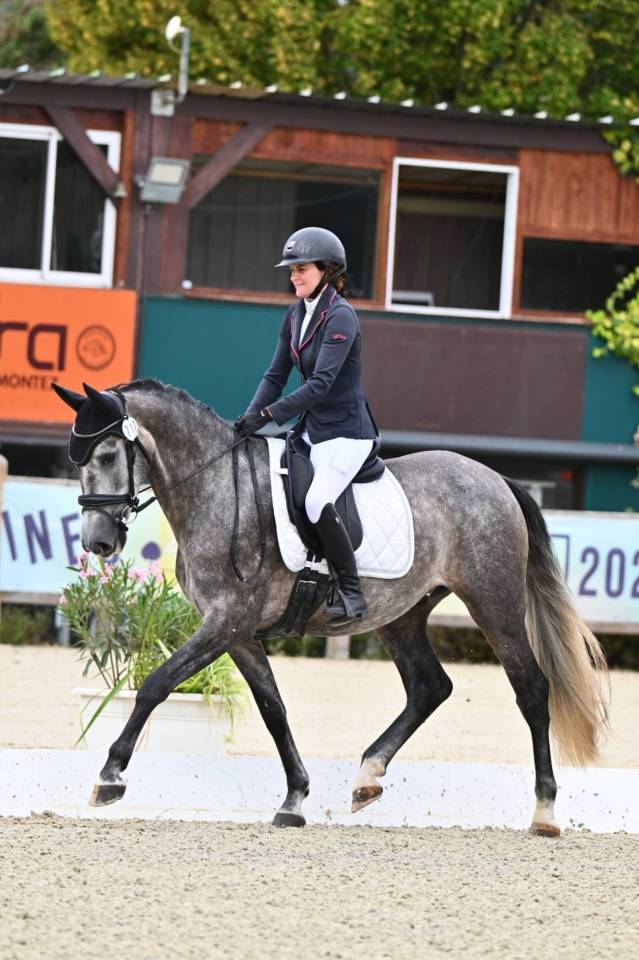 Gelding PRE Pure Spanish Bred For sale 2022 Grey