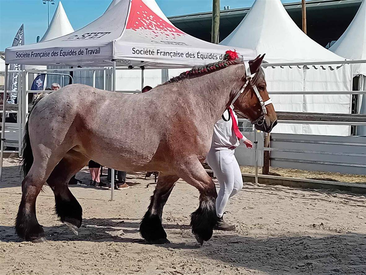 Mare Ardennes For sale 2020 Roan