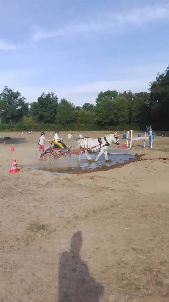 Mare Percheron For sale 2013 Grey