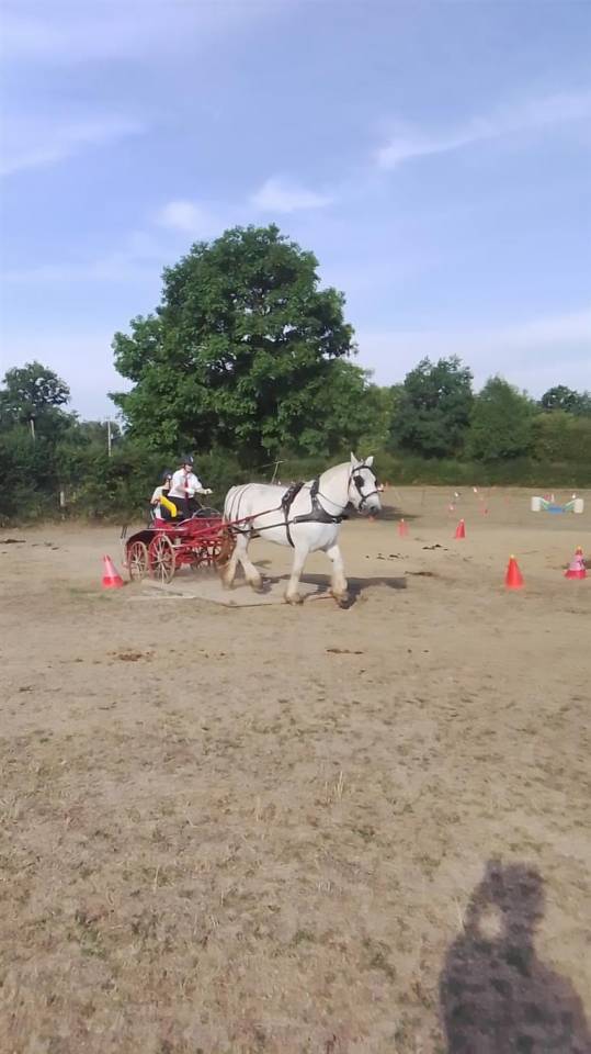 Mare Percheron For sale 2013 Grey