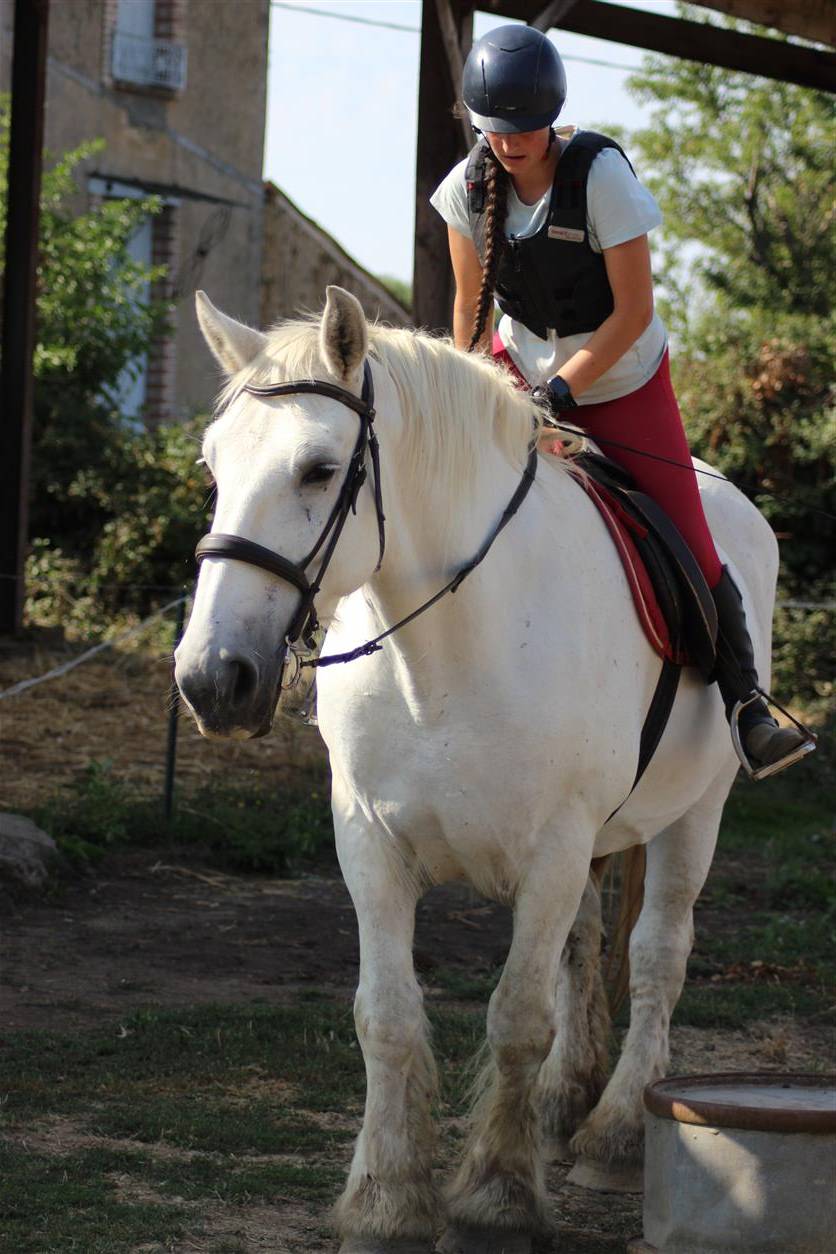 Mare Percheron For sale 2013 Grey