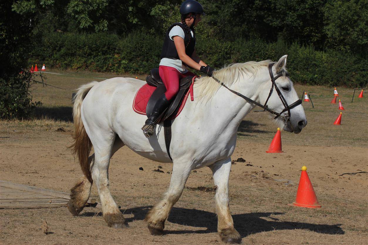 Mare Percheron For sale 2013 Grey