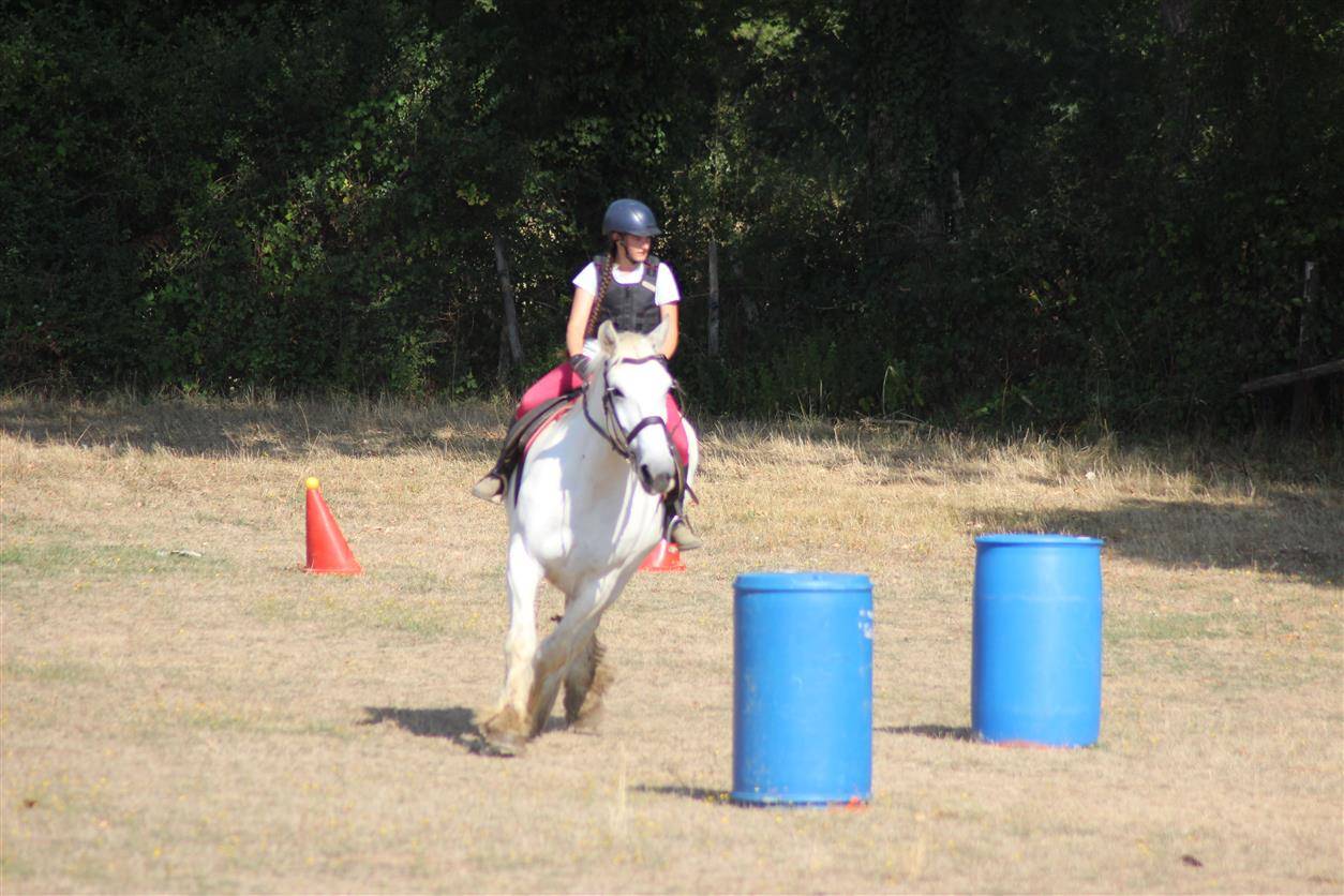Mare Percheron For sale 2013 Grey