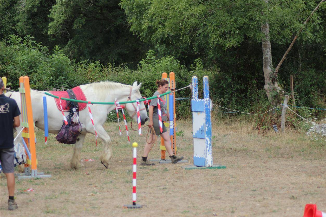 Mare Percheron For sale 2013 Grey