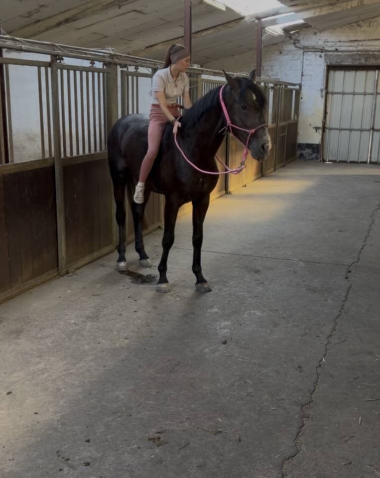 Stallion Zangersheide For sale 2023 Bay