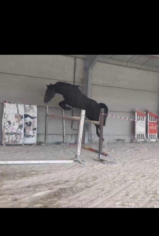 Stallion Zangersheide For sale 2023 Bay