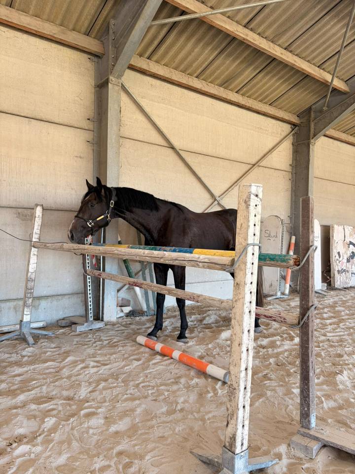 Stallion Zangersheide For sale 2023 Bay