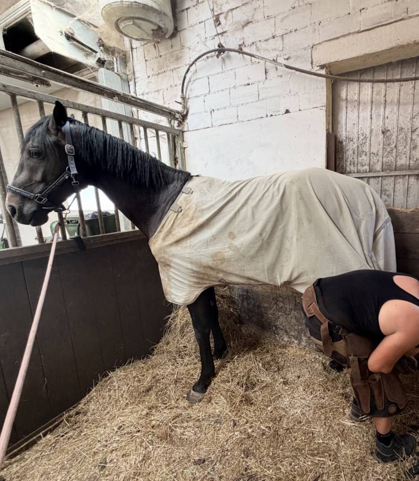 Stallion Zangersheide For sale 2023 Bay