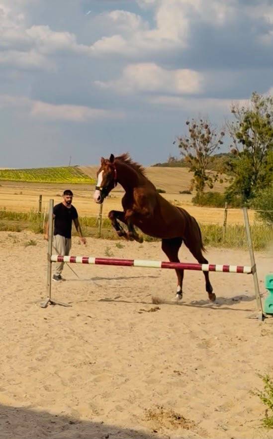 Stallion KWPN Dutch Warmblood For sale 2024 Chesnut